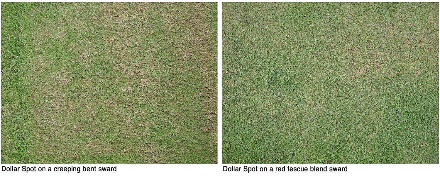 Dollar spots sales